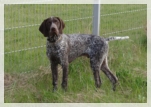 wye niemiecki, spinone italiano