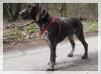 wye niemiecki, spinone italiano