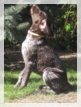 wye niemiecki, spinone italiano