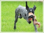 wye niemiecki, spinone italiano