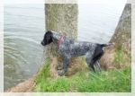 wye niemiecki, spinone italiano