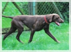 wye niemiecki, spinone italiano