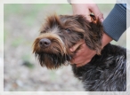 wye niemiecki, spinone italiano