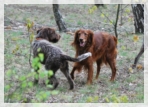 wye niemiecki, spinone italiano