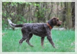 wye niemiecki, spinone italiano