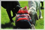 wye niemiecki, spinone italiano