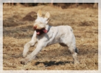 wye niemiecki, spinone italiano