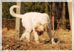 wye niemiecki, spinone italiano