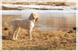 wye niemiecki, spinone italiano