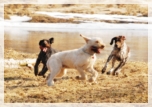 wye niemiecki, spinone italiano