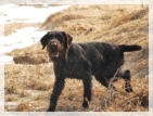 wye niemiecki, spinone italiano