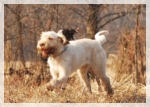 wye niemiecki, spinone italiano