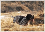 wye niemiecki, spinone italiano