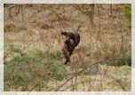 wye niemiecki, spinone italiano
