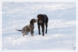 wye niemiecki, spinone italiano