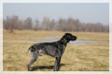 wye niemiecki, spinone italiano