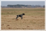 wye niemiecki, spinone italiano