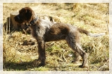 wye niemiecki, spinone italiano