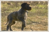 wye niemiecki, spinone italiano