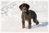 wye niemiecki, spinone italiano
