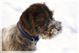 wye niemiecki, spinone italiano