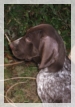 wye niemiecki, spinone italiano
