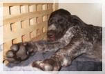 wye niemiecki, spinone italiano