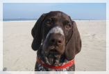 wye niemiecki, spinone italiano