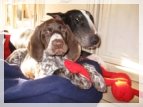 wye niemiecki, spinone italiano