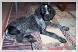wye niemiecki, spinone italiano