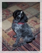 wye niemiecki, spinone italiano