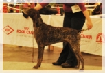 wye niemiecki, spinone italiano