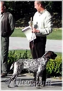 wye niemiecki, spinone italiano