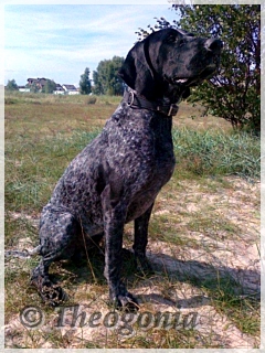 wye niemiecki, spinone italiano