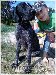 wye niemiecki, spinone italiano