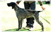 wye niemiecki, spinone italiano