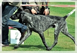 wye niemiecki, spinone italiano