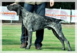 wye niemiecki, spinone italiano