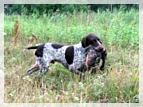 wye niemiecki, spinone italiano