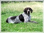 wye niemiecki, spinone italiano
