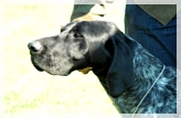 wye niemiecki, spinone italiano