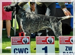 wye niemiecki, spinone italiano