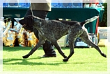 wye niemiecki, spinone italiano