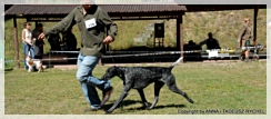 wye niemiecki, spinone italiano