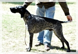 wye niemiecki, spinone italiano