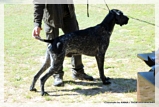 wye niemiecki, spinone italiano