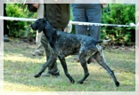 wye niemiecki, spinone italiano