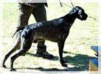 wye niemiecki, spinone italiano