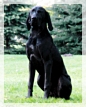 wye niemiecki, spinone italiano