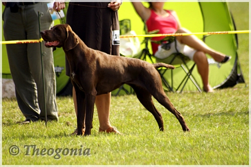 wye niemiecki, spinone italiano